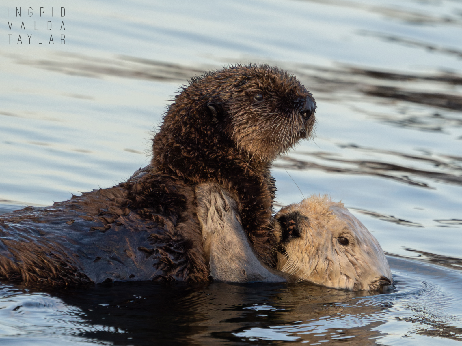Mother Southern Sea Otter Carrying Pup
