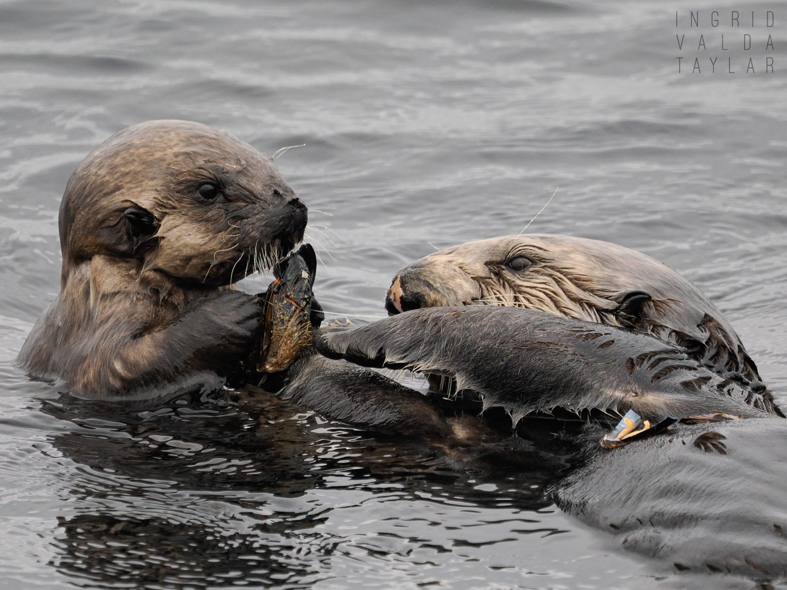 Mother and Pup Sea Otter Food Exchange