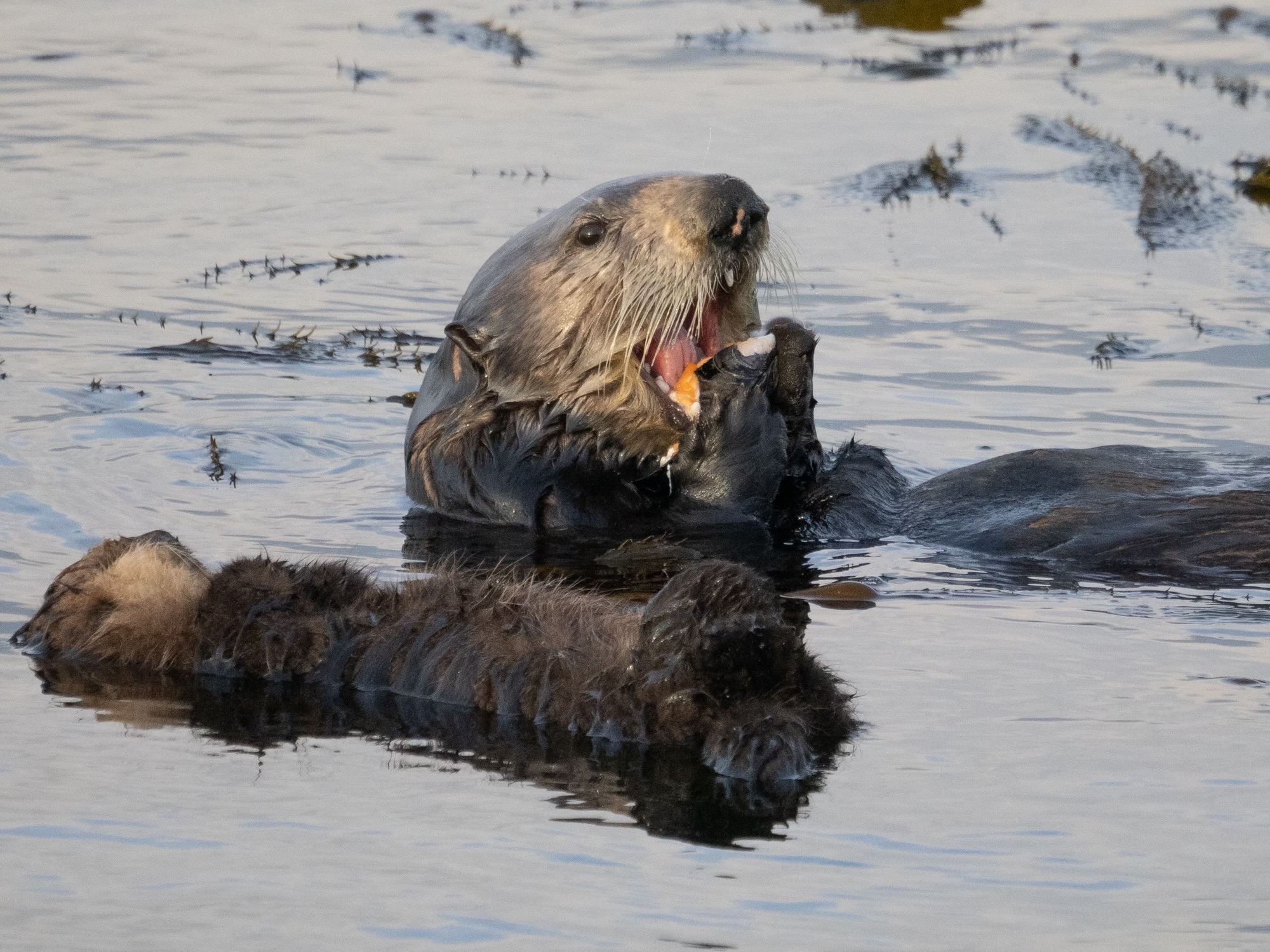 Sea Otter Mother and Pup Eating Mollusk on Monterey Bay Southern sea otter with large cluster of mussels on Monterey Bay