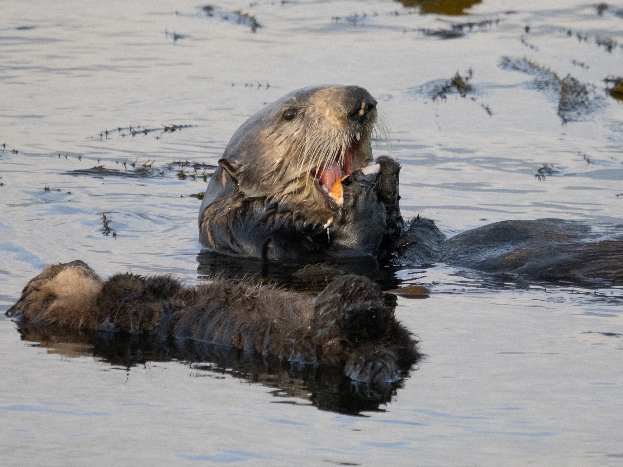 Southern sea otter with large cluster of mussels on Monterey Bay