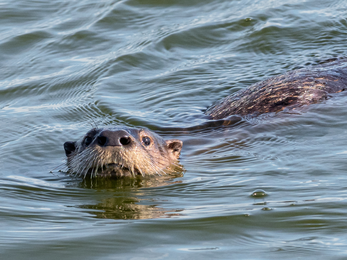 River Otter River Otter