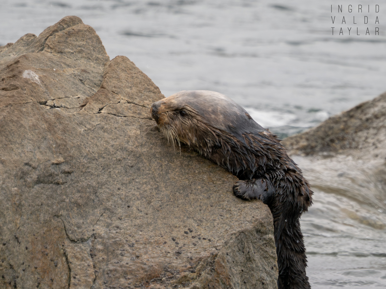 Sea Otter Climbing on Rock