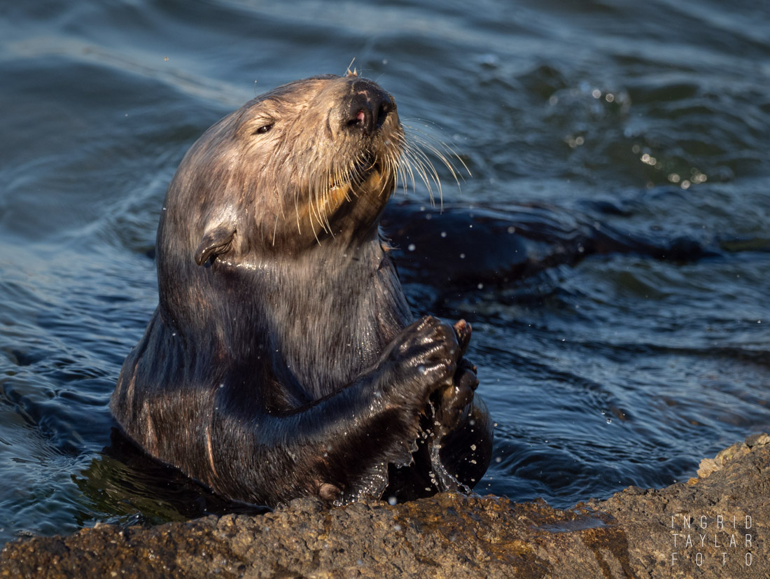 California sea otter cracking shell on rock