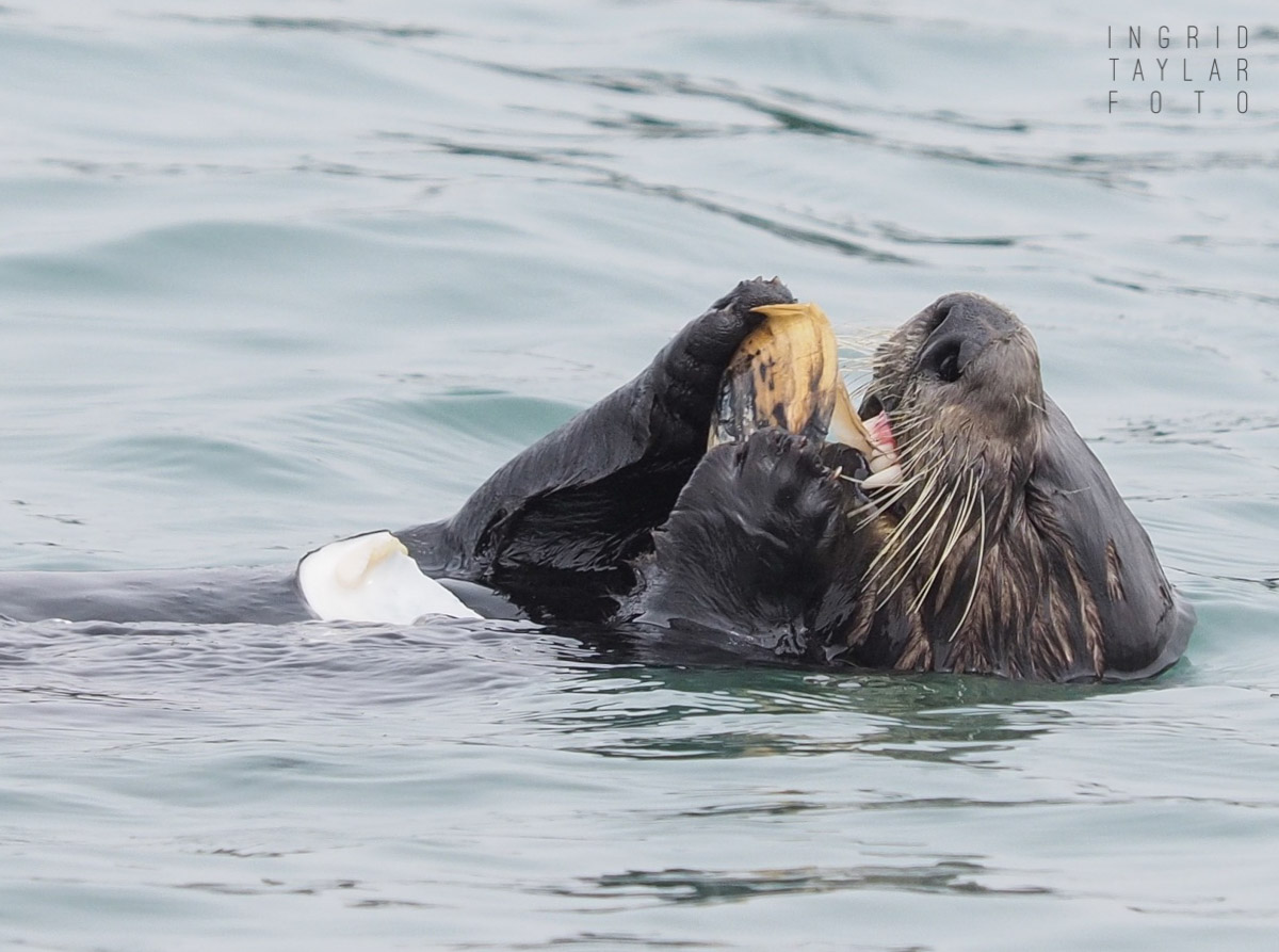 Southern Sea Otter Eating Clam in Elkhorn Slough