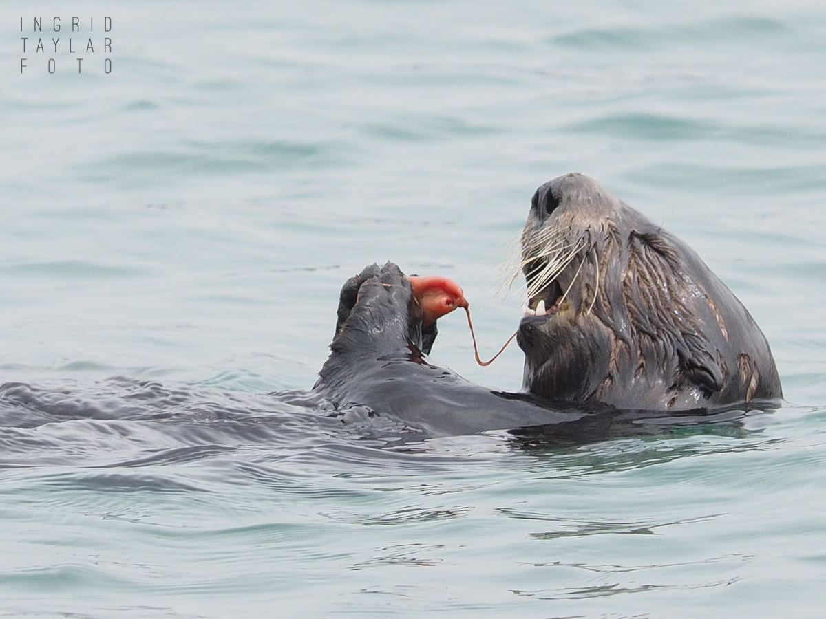 Southern sea otter with large cluster of mussels on Monterey Bay