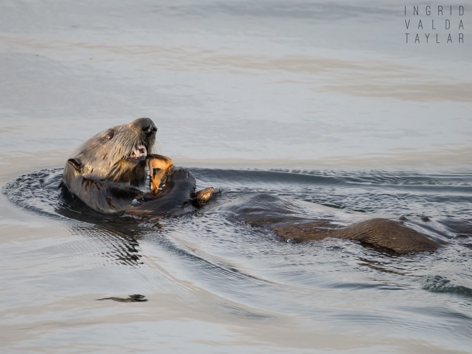 Sea Otter Eating Mollusk on Monterey Bay