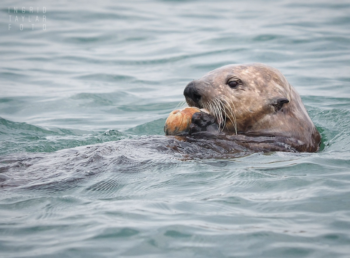 Sea Otter Eating Mollusk