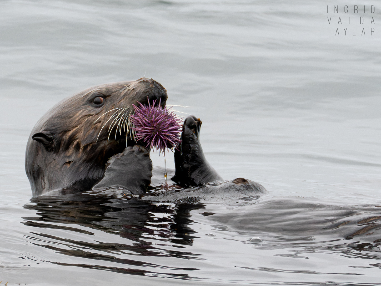 Sea Otter Eating Purple Urchin