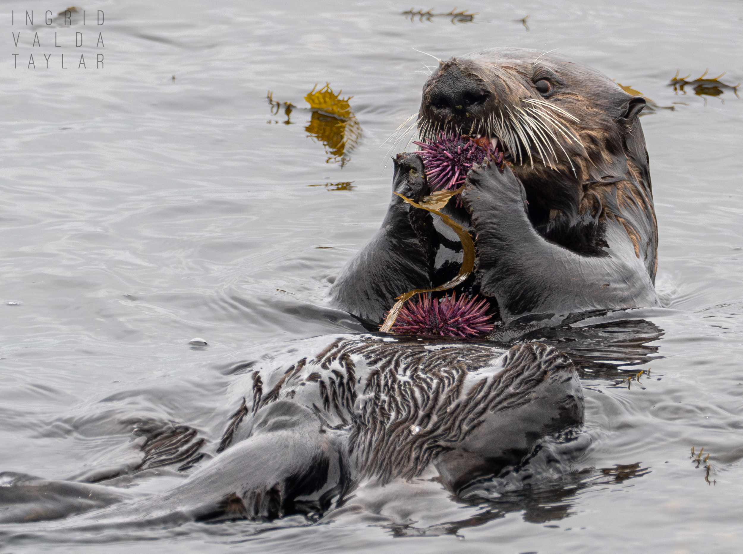 Sea Otter Eating Two Purple Urchins