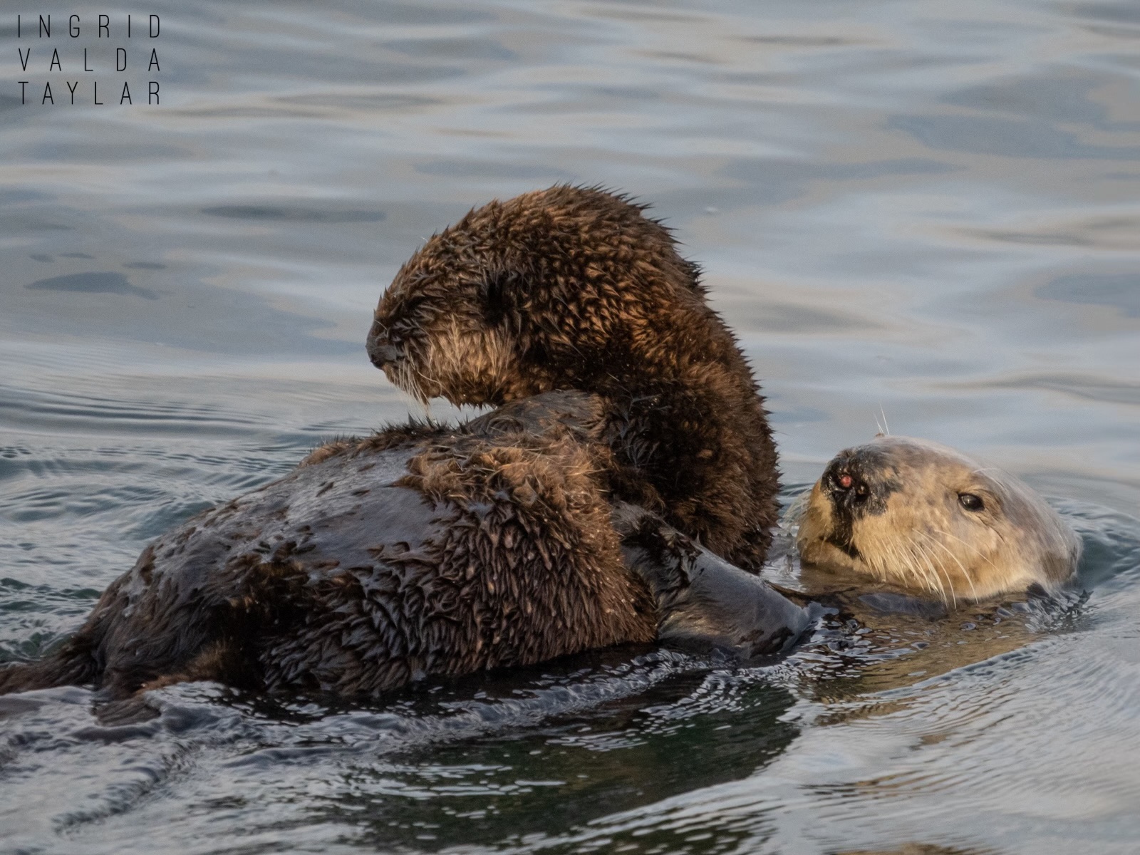 Southern Sea Otter Mother and Large Pup
