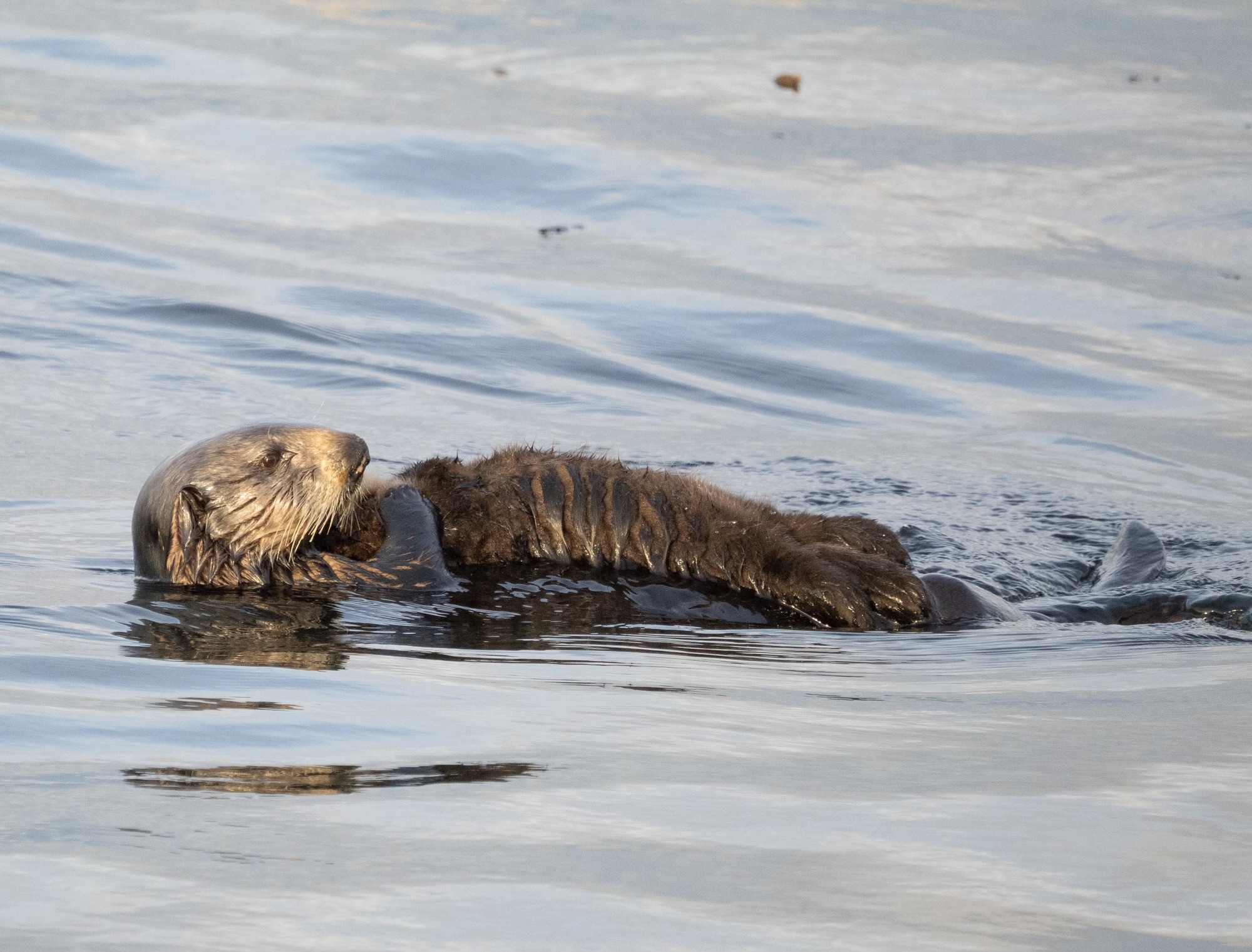 Sea Otter Mother with Pup on Monterey Bay