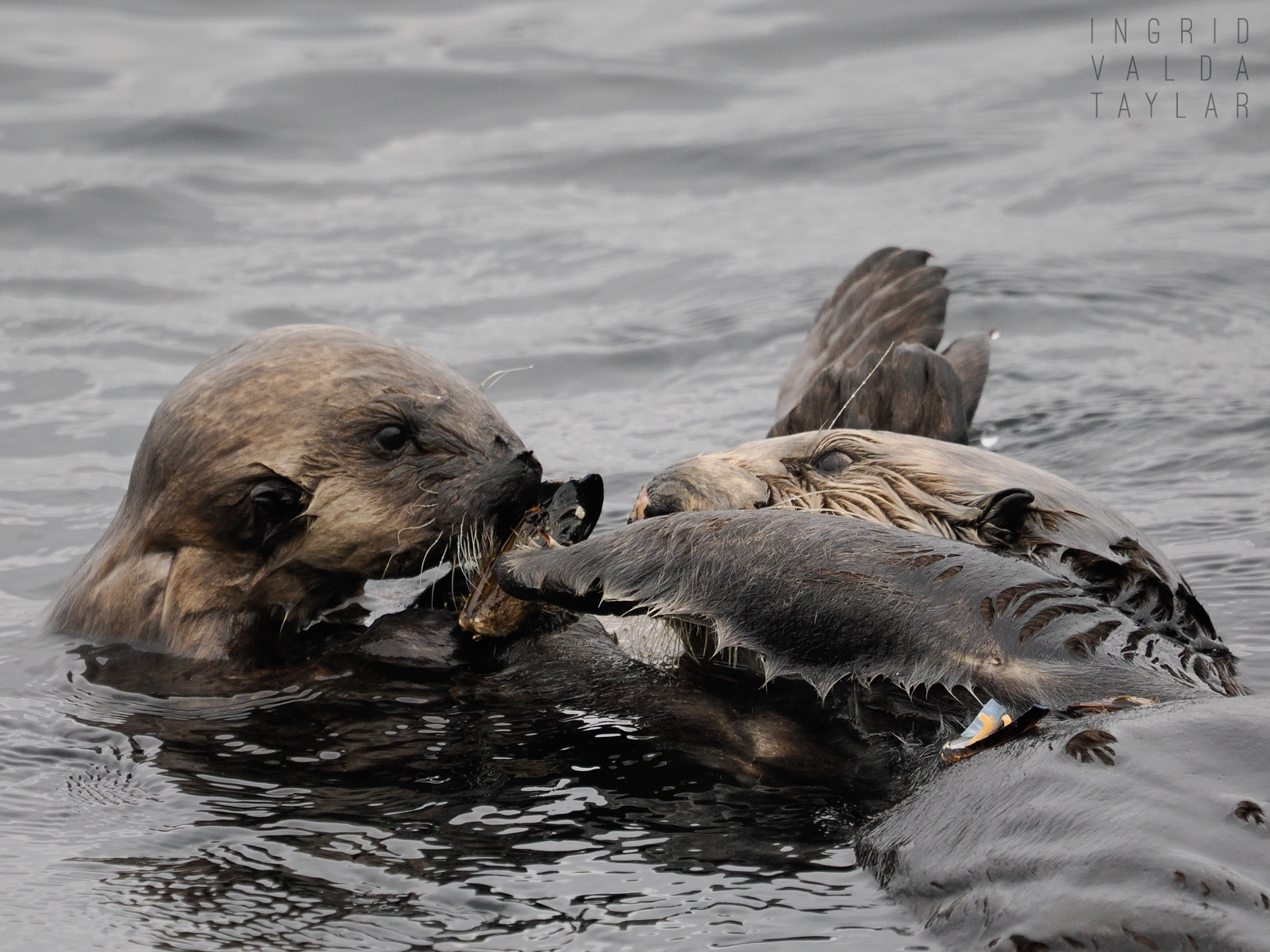 Sea Otter Mom and Pup Food Exchange