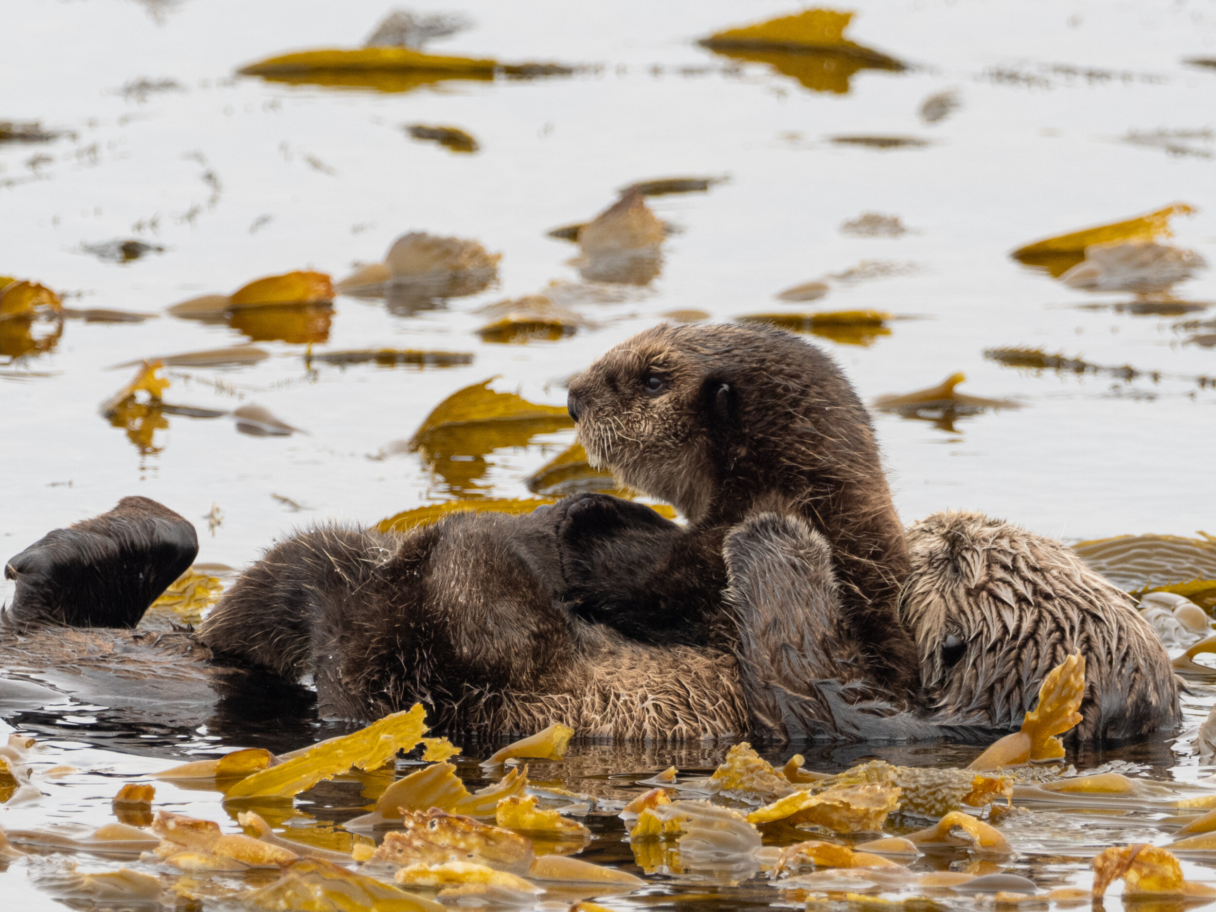 Sea Otter Mom and Pup in Kelp