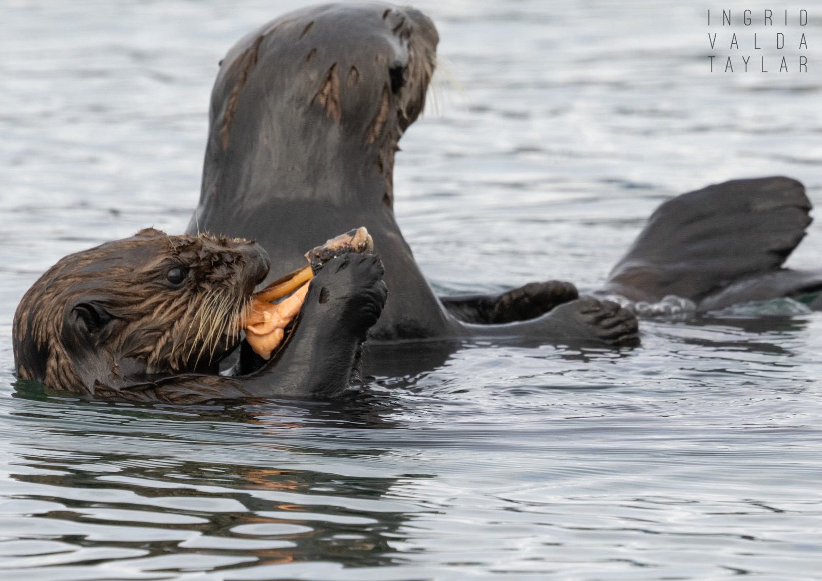 Southern Sea Otter Pup Eating Mollusk Southern sea otter with large cluster of mussels on Monterey Bay