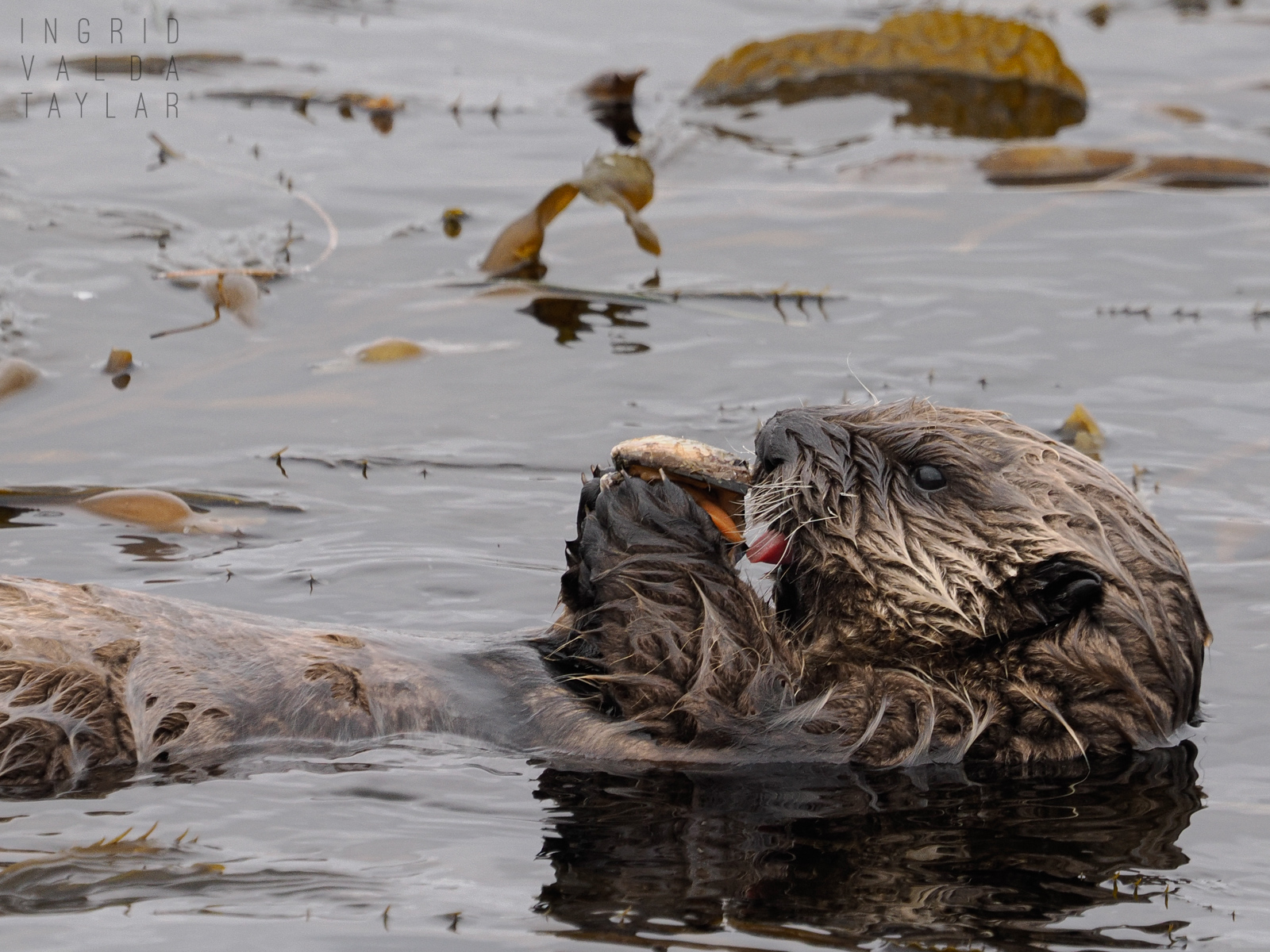 Sea Otter Pup Eating Mussel