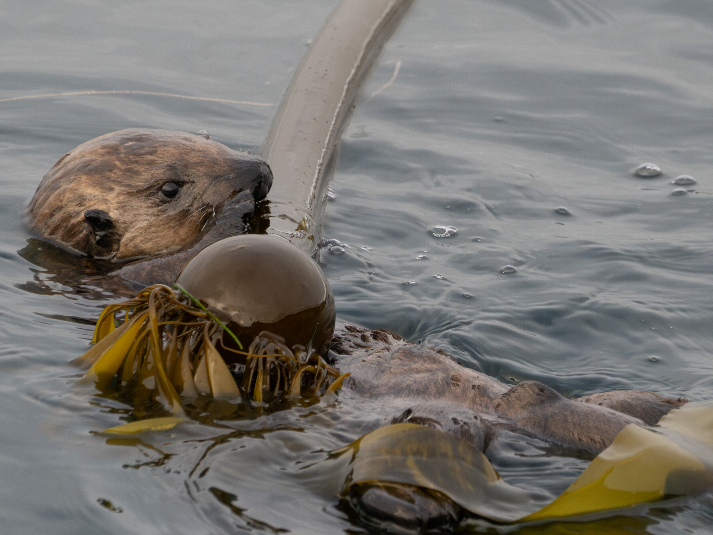 Sea Otter Pup Playing with Kelp