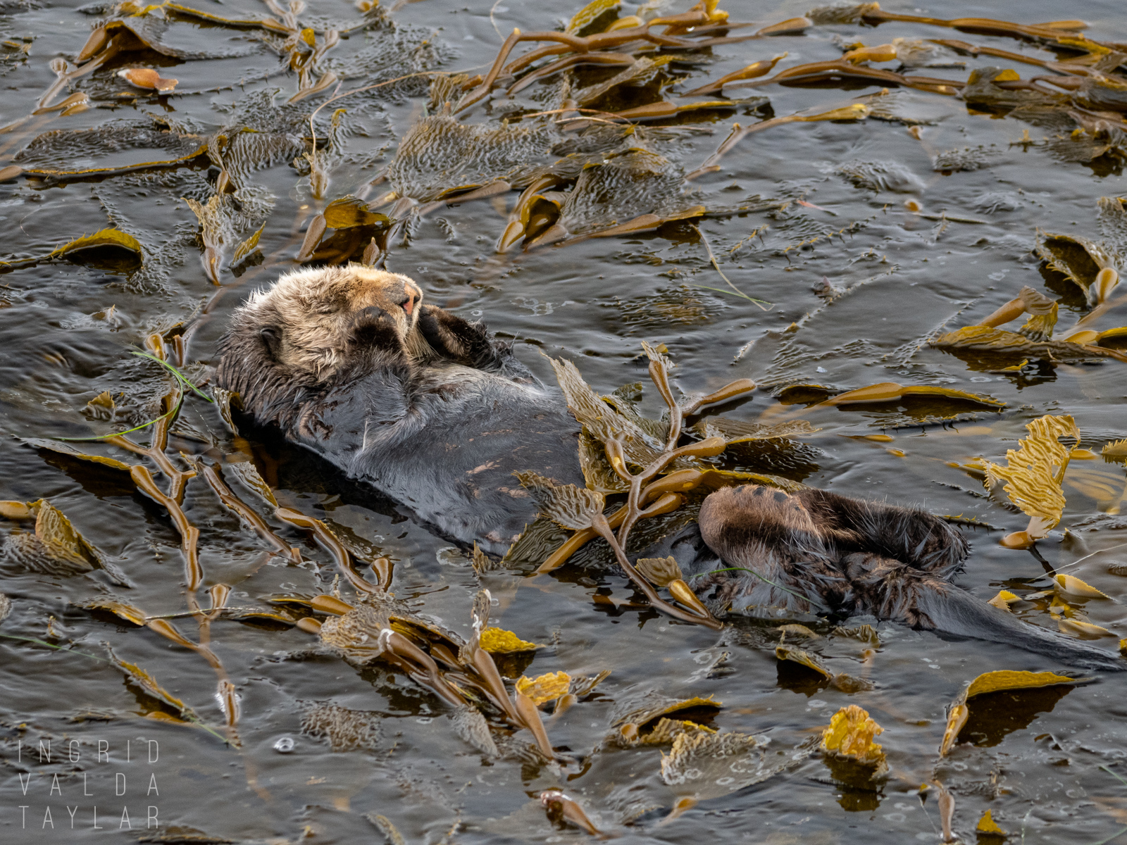 Sea Otter Sleeping in Kelp in Monterey