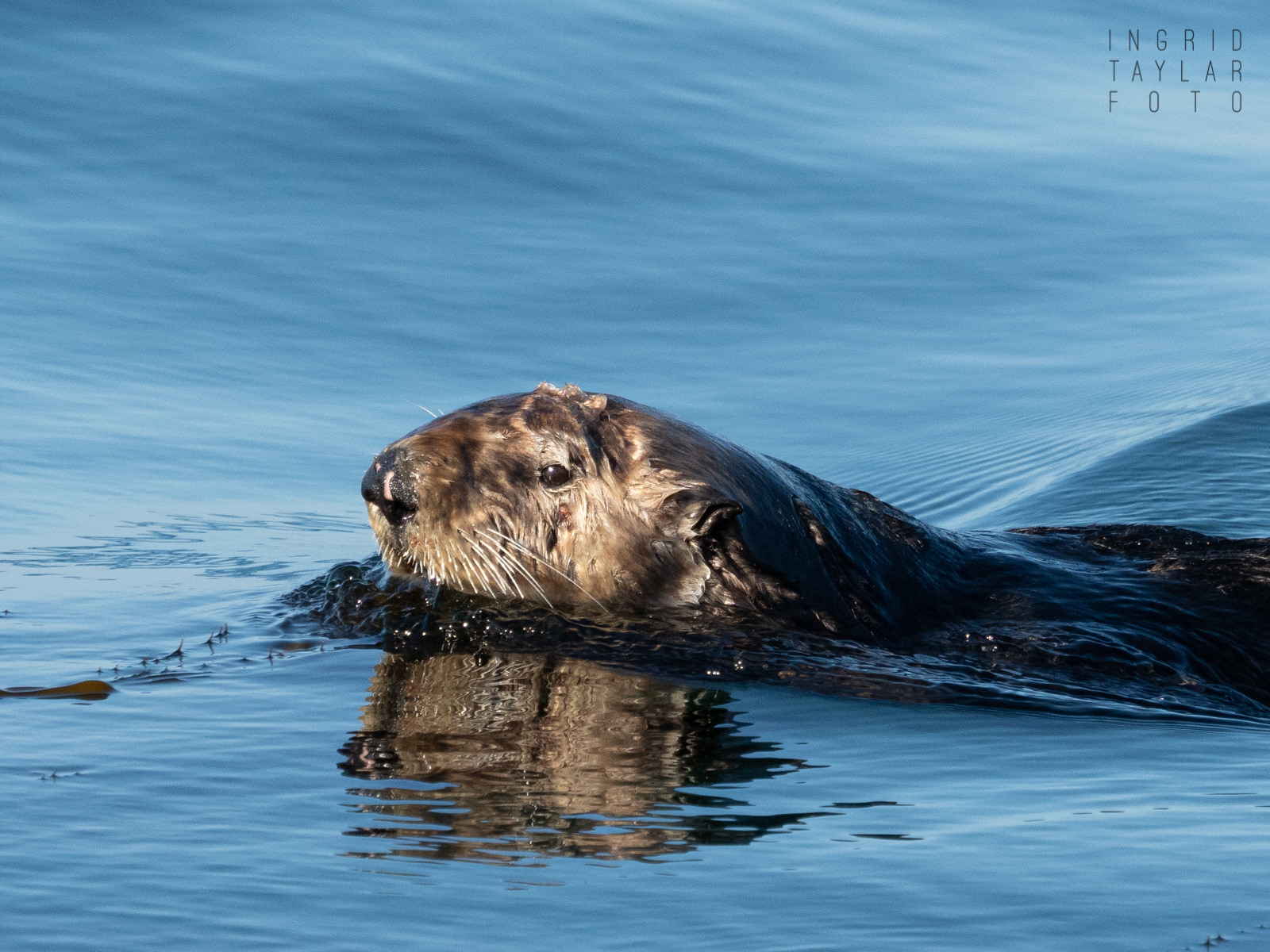 Sea Otter Swimming in Monterey Bay