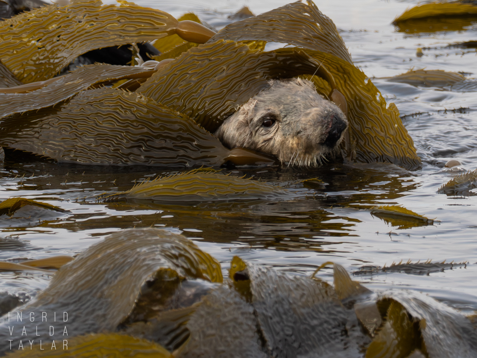 Sea Otter Tucked in Kelp