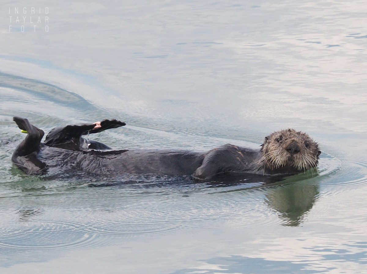 Sea Otter With Flipper Tag