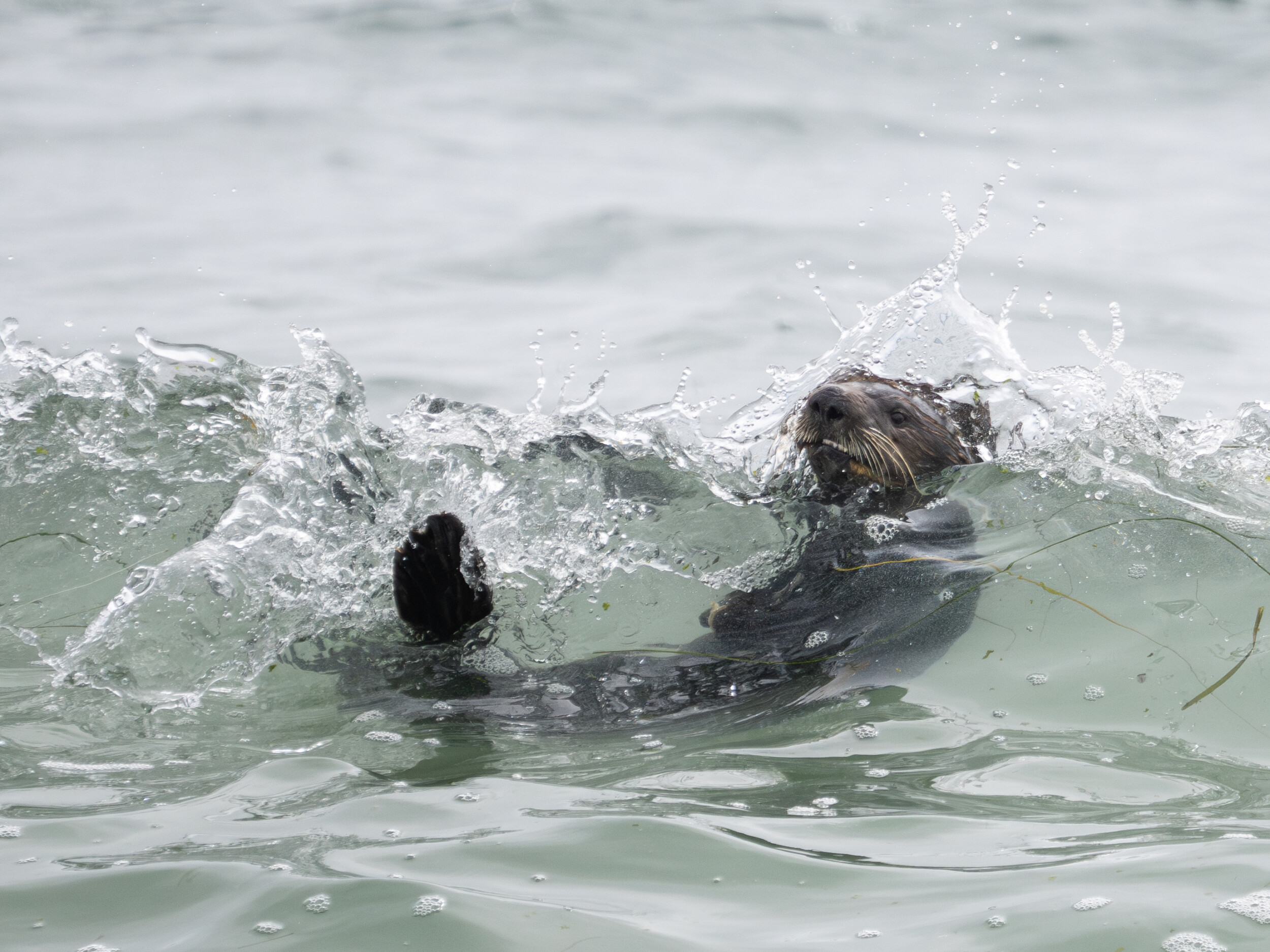 Sea Otter in Breaking Wave