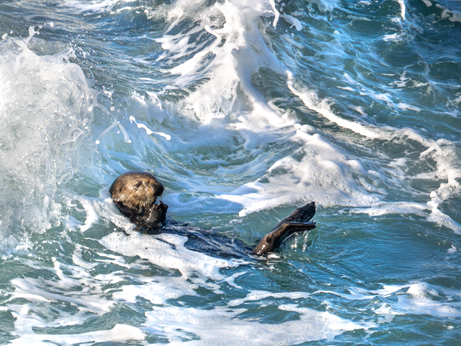 Sea Otter Foraging in Monterey Bay Surf