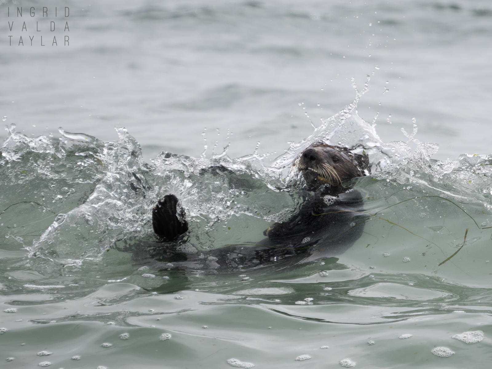 Sea Otter in Wave Crest