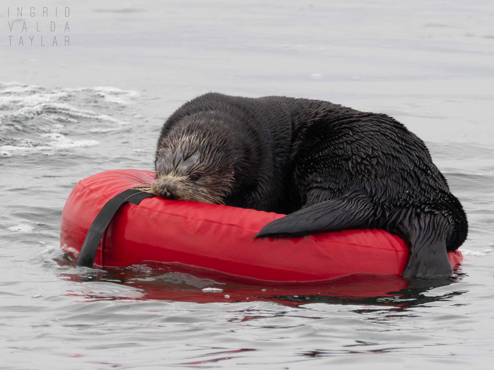 Sea Otter on Red Diver's Float