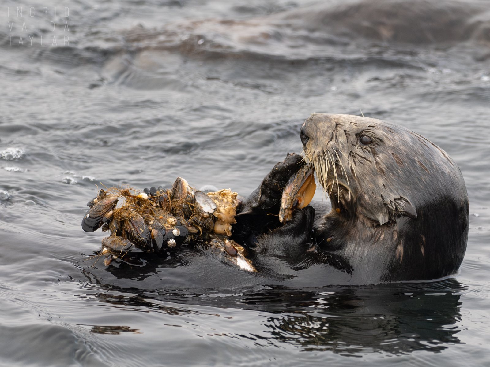Sea Otter with Huge Clump of Mussels