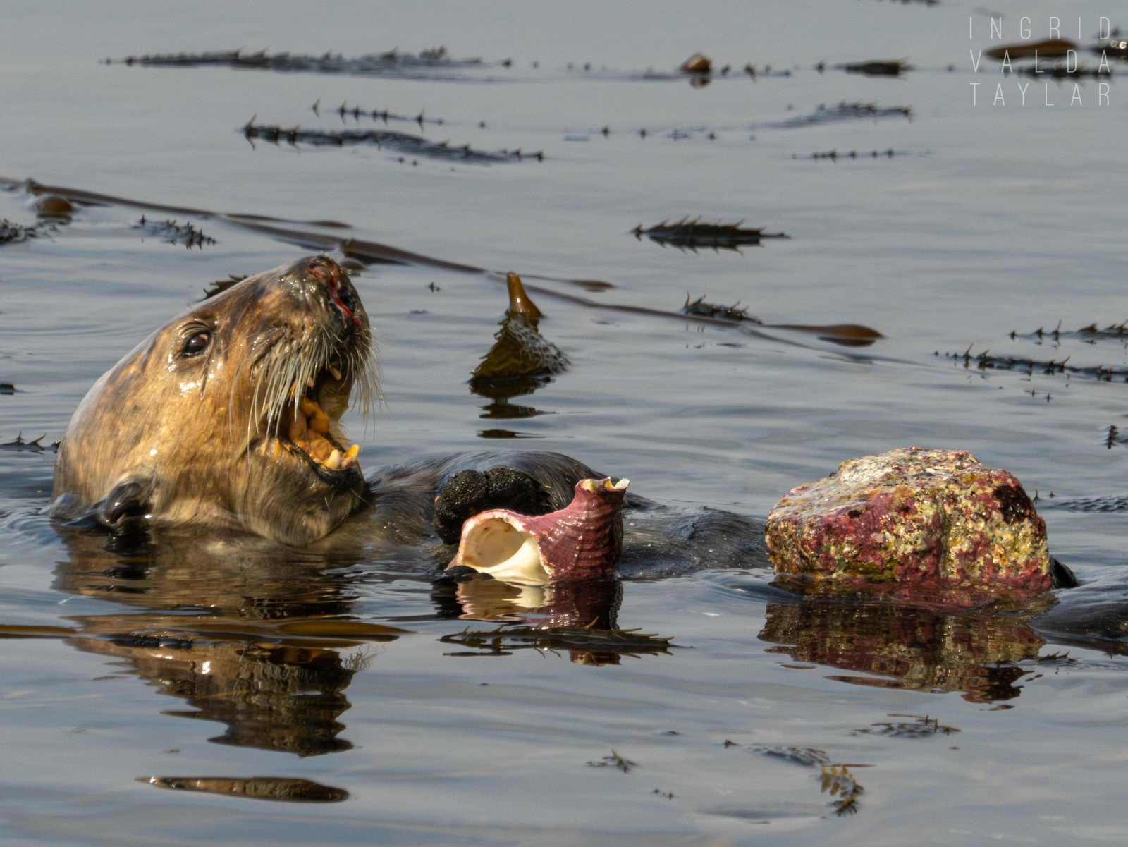 Sea Otter with Kellet's Whelk
