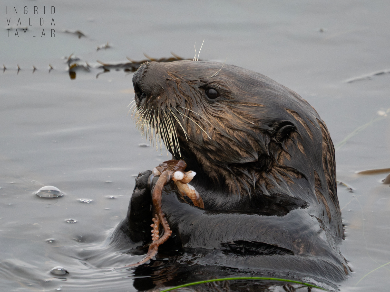 Southern sea otter with large cluster of mussels on Monterey Bay