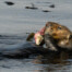 Sea Otter with Kellet's Whelk