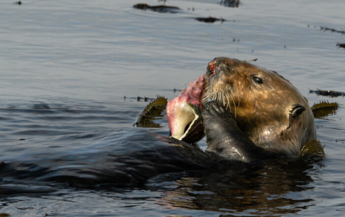 Sea Otter with Kellet's Whelk