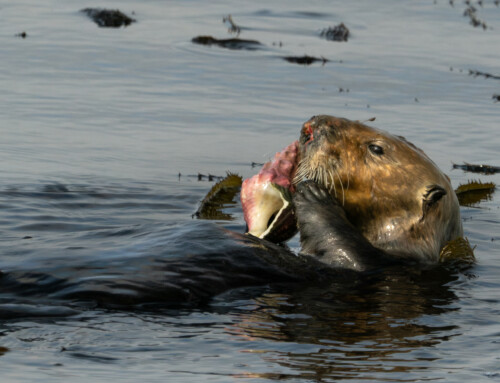 Southern Sea Otter with Kellet’s Whelk (Kelletia kelletii)