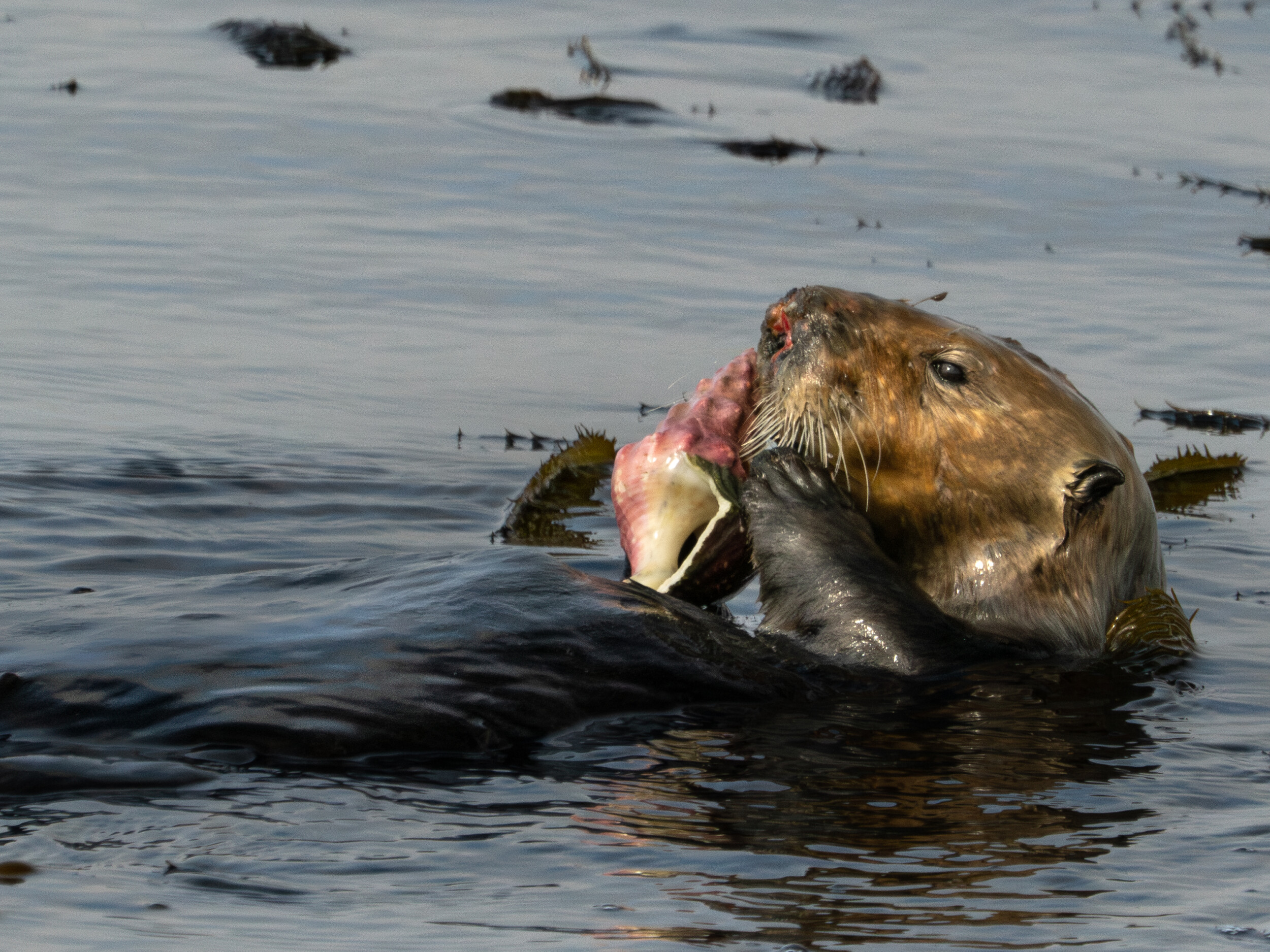 Sea Otter with Kellet's Whelk