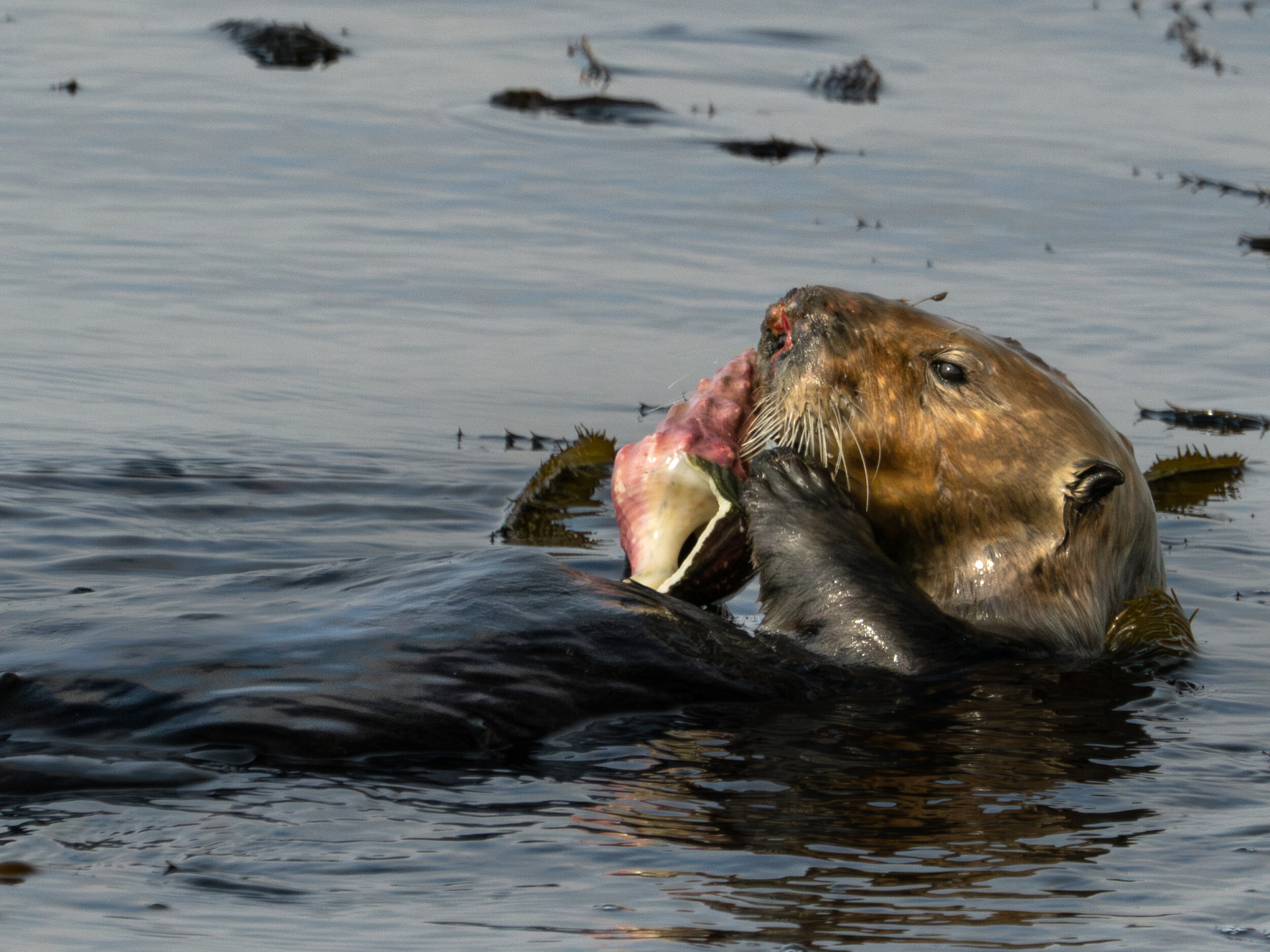 Sea Otter with Kellet's Whelk Kelletia