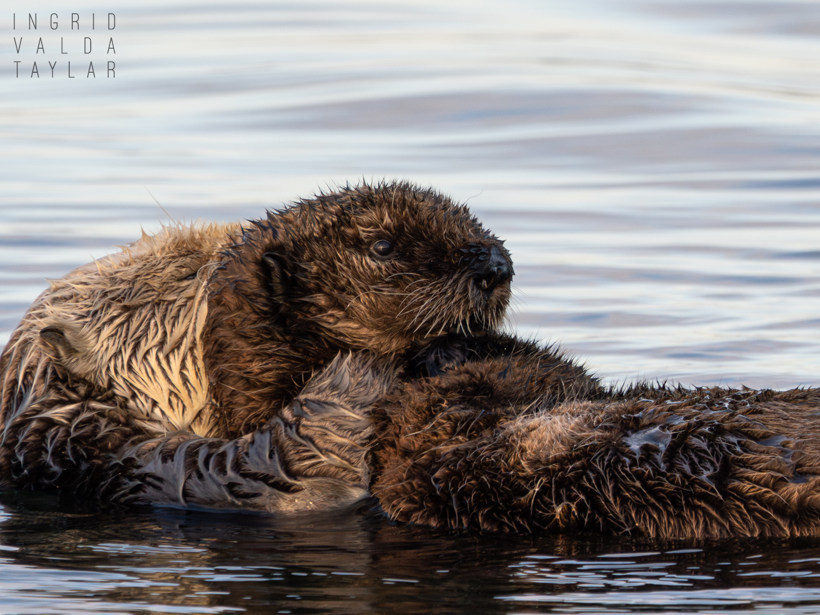 Southern Sea Otter Mother and Pup