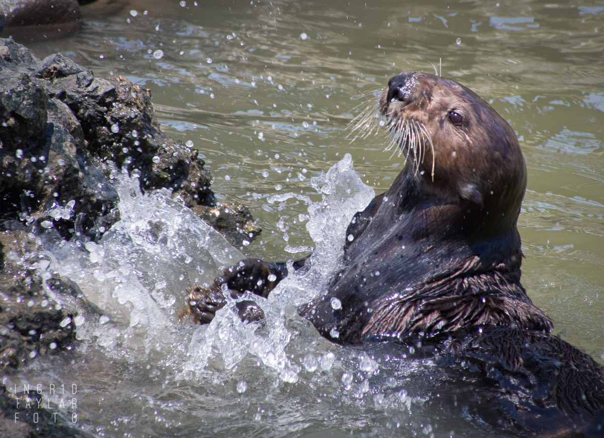 Southern Sea Otter Smashing Shell Against Rocks