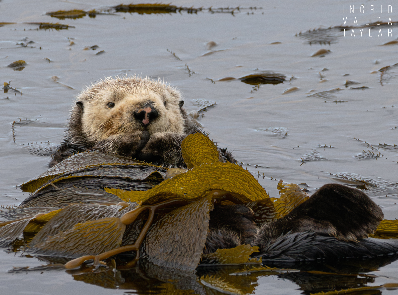 Southern Sea Otter Wrapped in Kelp