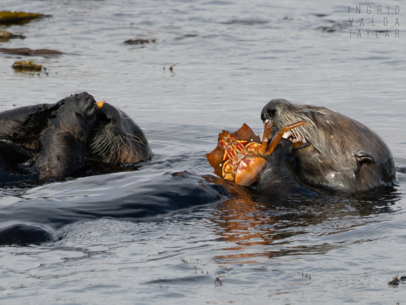 Southern Sea Otter and Pup Eating Crab Southern sea otter with large cluster of mussels on Monterey Bay