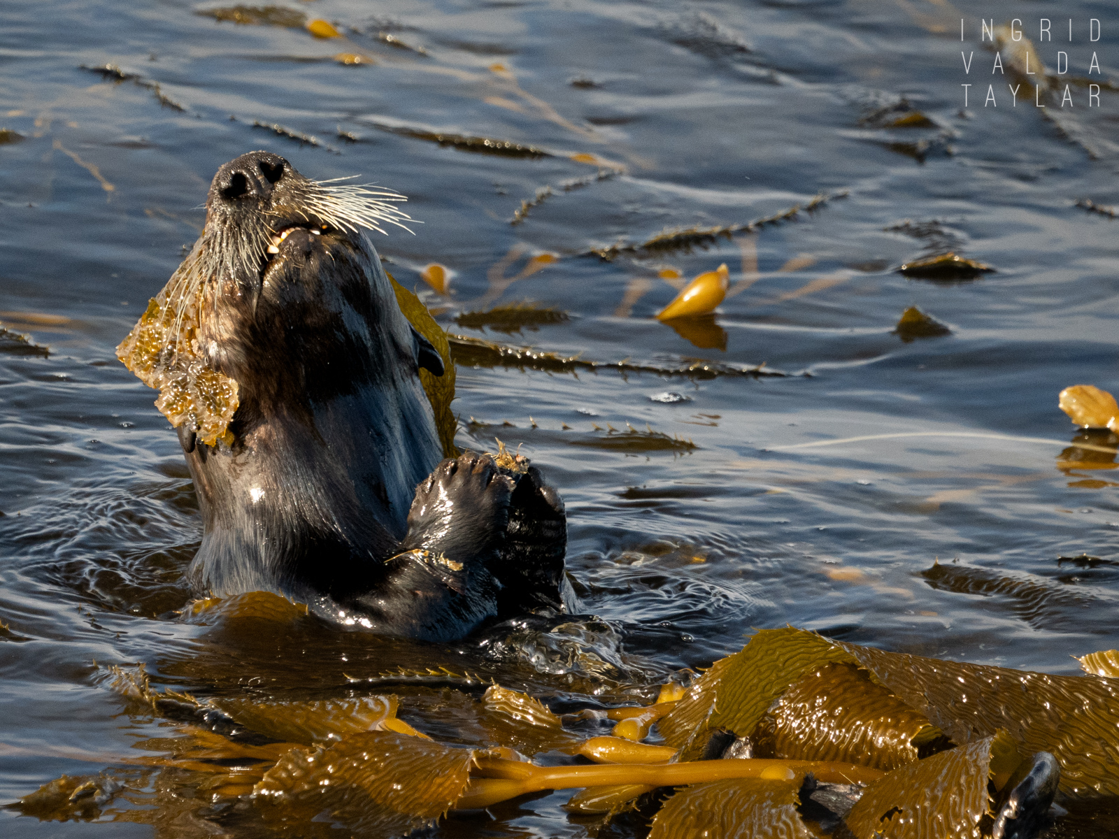 Southern Sea Otter in Kelp