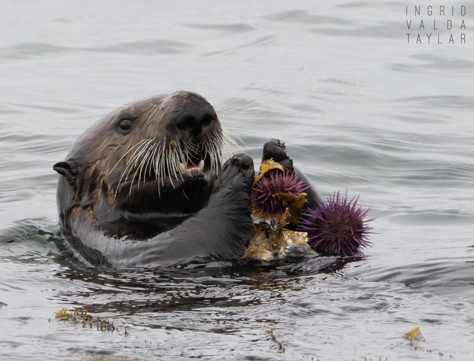 Southern sea otter with large cluster of mussels on Monterey Bay