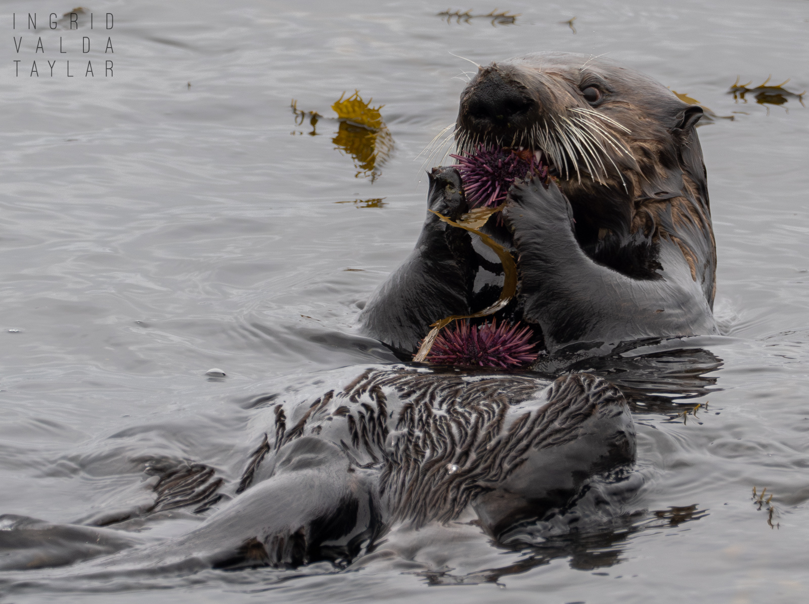 Southern Sea Otter with Purple Urchins