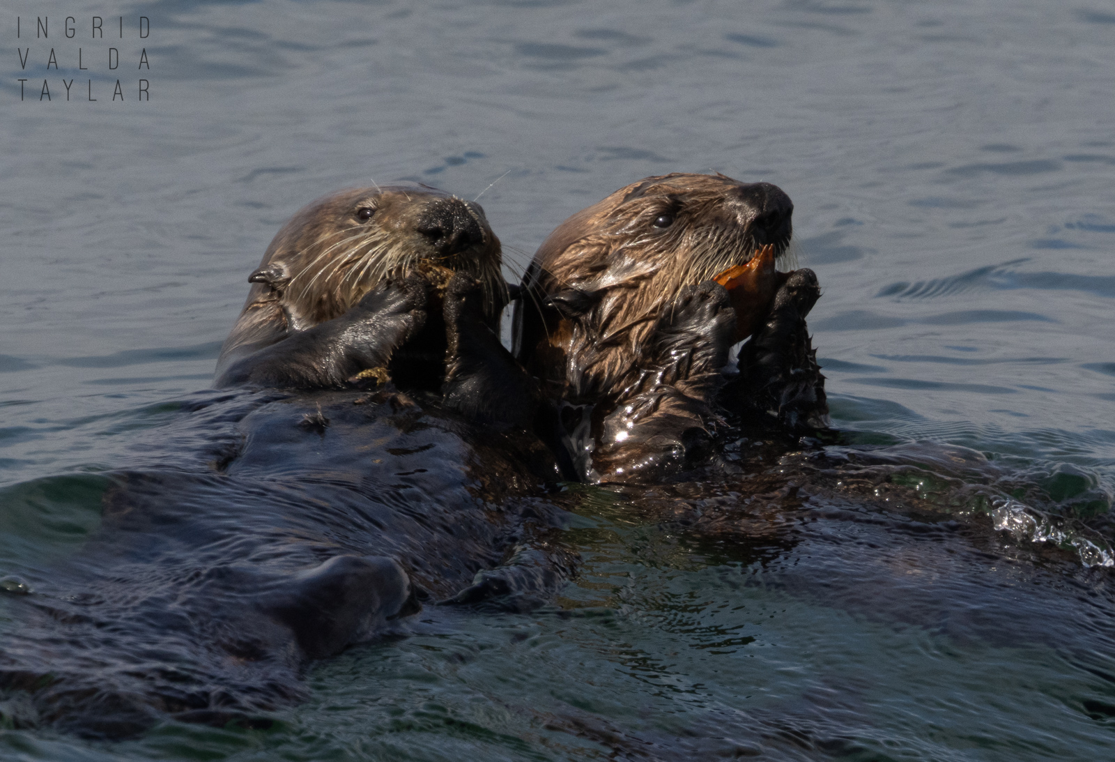 Southern Sea Otters Eating Shellfish