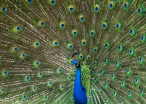 Feral Peacock with Fanned Tail