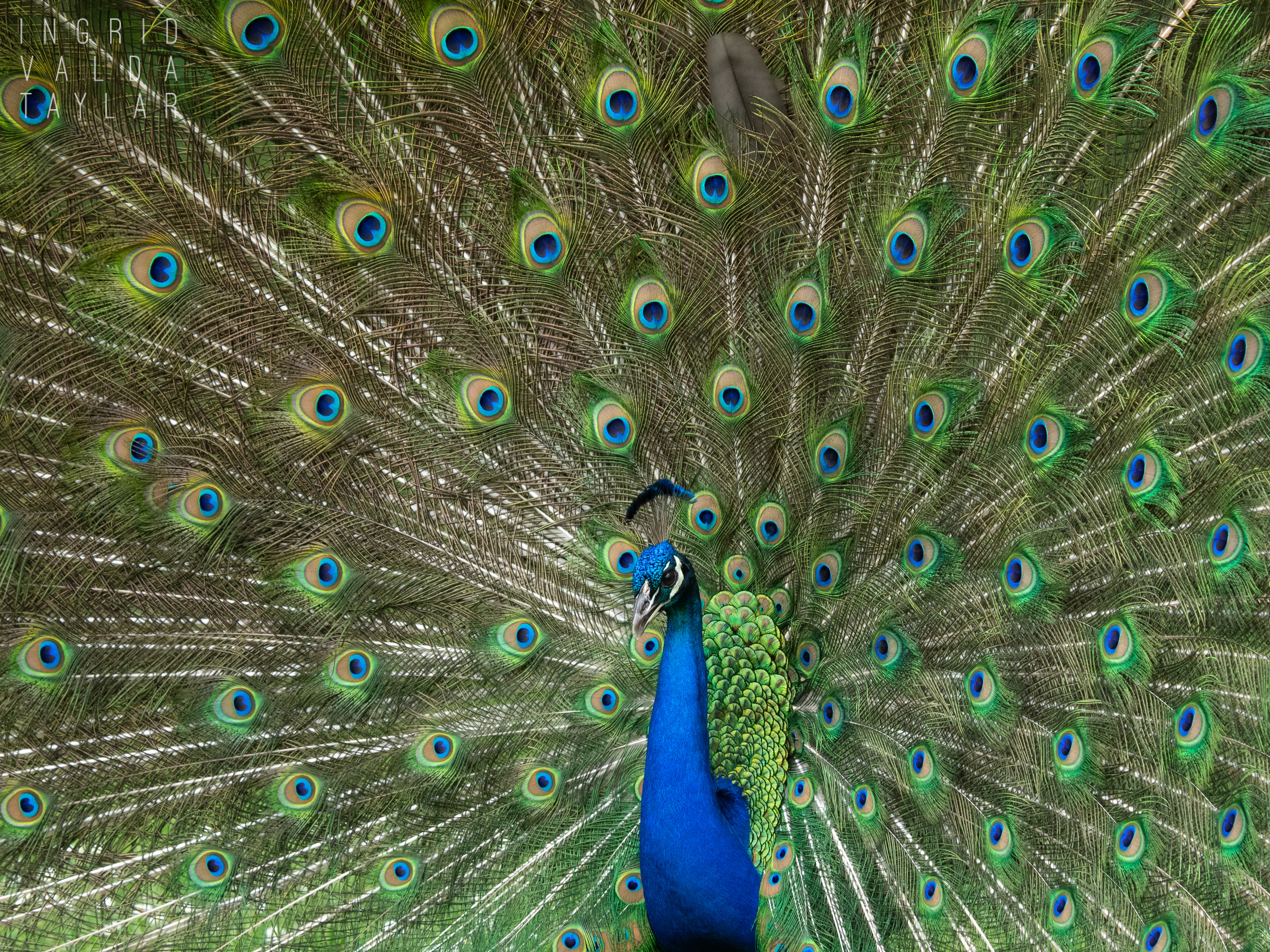 Feral Peacock with Fanned Tail