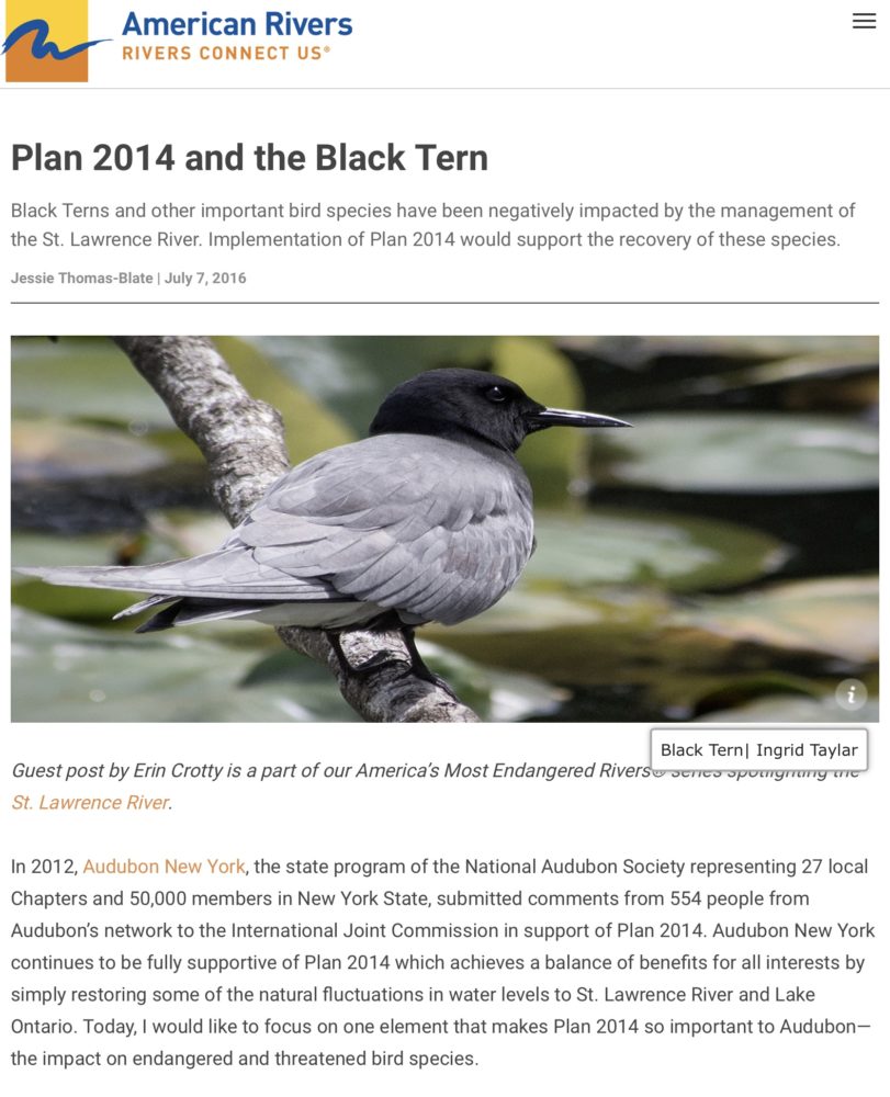 Black Tern at Juanita Bay Kirkland