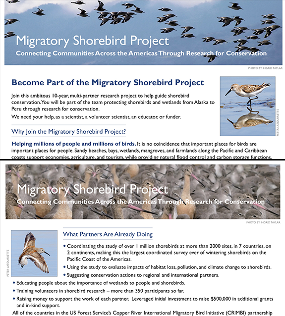 Migratory Shorebird Project Photos