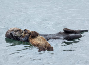 Southern Sea Otter and Pup