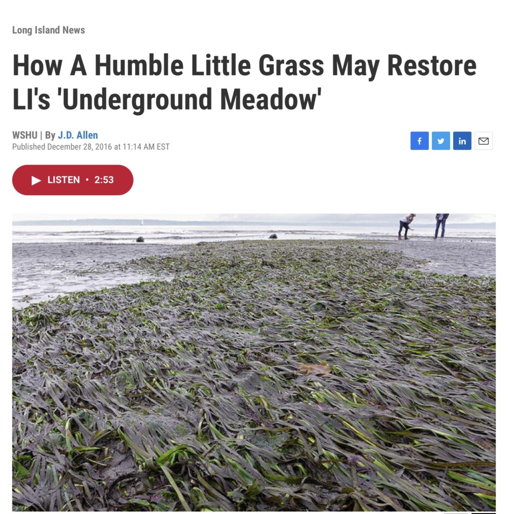 Eelgrass bed on Puget Sound